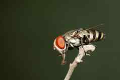 图像苍蝇双翅目分支昆虫动物