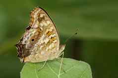 图像棕色（的）蝴蝶萨蒂里科绿色叶子昆虫阿尼