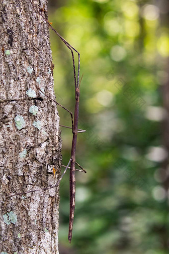 图像暹罗巨大的坚持昆虫树昆虫动物