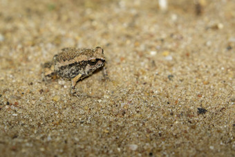 图像牛蛙卡洛拉普尔克拉地面动物