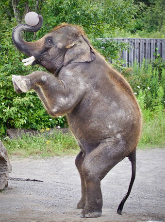 孤立<strong>的照片</strong>大象站腿
