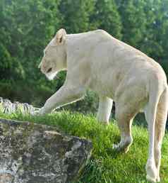孤立的图片白色狮子走