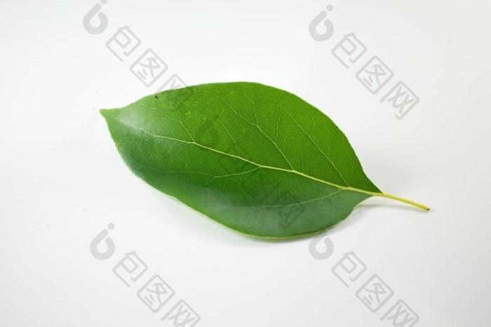 叶樟属樟脑树白色背景樟树叶图片-包图网企业站