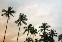 夏天自然场景椰子树热带海岸使