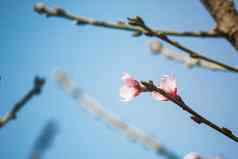美丽的樱桃开花粉红色的花泰国自然