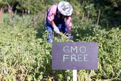 农民工作非转基因蔬菜花园