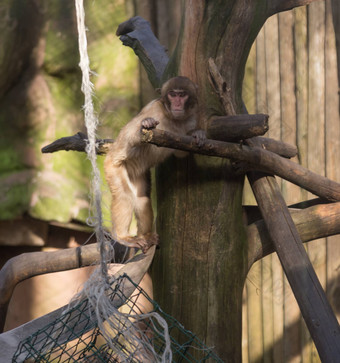 猴子动物园非洲哺乳动物动物