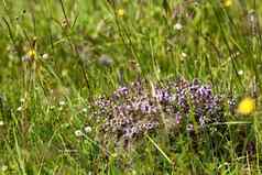 百里香草本植物紫罗兰色的花日益增长的草地