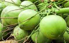 新鲜的绿色椰子集团生食物喝局部水果