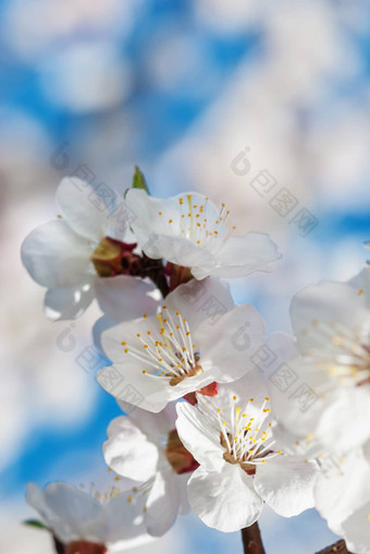 樱桃开花特写镜头