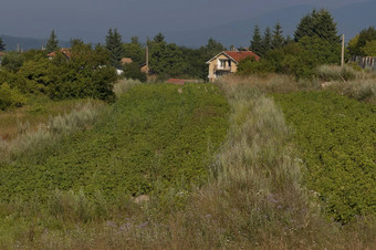 场景土豆植物场森林住宅区保加利亚村术后术后山