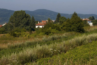 场景土豆植物场森林住宅区保加利亚村术后术后山