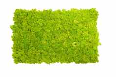 驯鹿莫斯墙绿色墙装饰地底克拉多尼亚朗吉