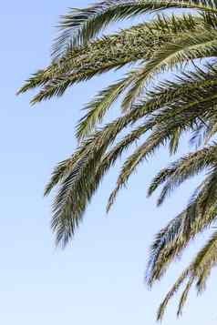 棕榈树分支机构蓝调天空