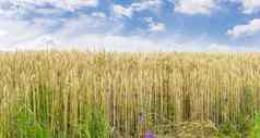 成熟小麦边缘场