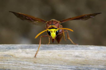 图像波特黄蜂δ各种干木材昆虫