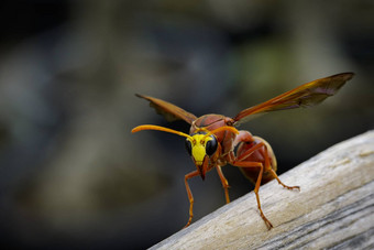 图像波特黄蜂δ各种干木材昆虫
