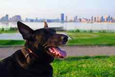 快乐黑色的狗城市公园
