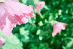 花粉红色的贝尔贝尔绿色自然背景