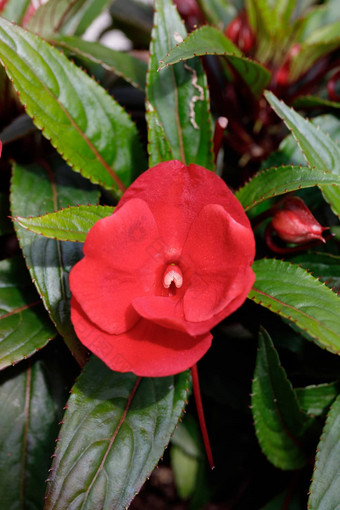 红色的几内亚凤仙花属植物花锅