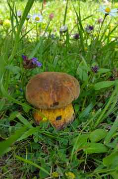 牛肝菌属蘑菇隐藏绿色草阴影