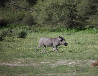 野生疣<strong>猪猪</strong>危险的哺乳动物非洲萨凡纳肯尼亚