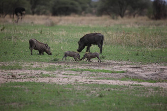 野生疣<strong>猪猪</strong>危险的哺乳动物非洲萨凡纳肯尼亚