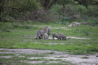 野生疣猪猪危险的哺乳动物非洲萨凡纳肯尼亚