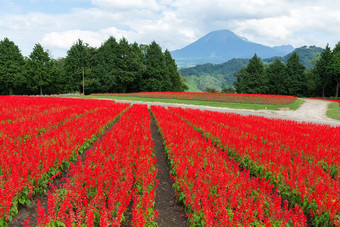 鼠尾草场山大仙