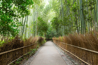 岚山竹子森林《京都议定书》日本