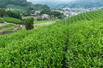 绿色茶种植园梯田农场