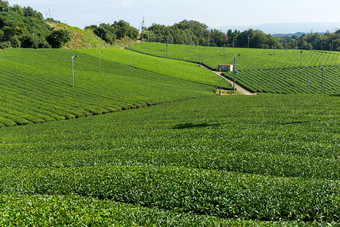 绿色茶农场