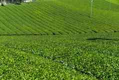 绿色茶花园