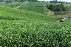 新鲜的绿色茶种植园高地