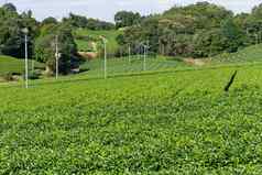 绿色茶树农场