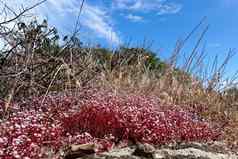 红色的虎耳草属植物虎耳草属撒丁岛