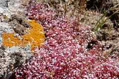 红色的虎耳草属植物虎耳草属撒丁岛
