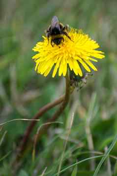 蜜蜂收集花粉蒲公英蒲公英