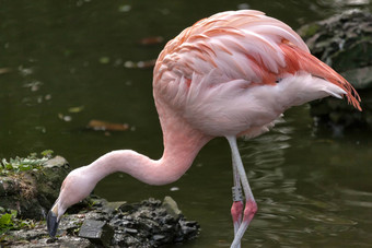 <strong>智利</strong>火烈鸟phoenicopterus<strong>智利</strong>