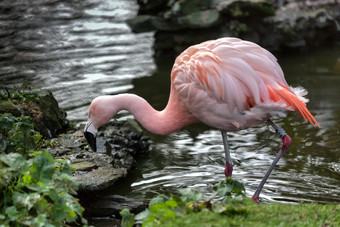 <strong>智利</strong>火烈鸟phoenicopterus<strong>智利</strong>