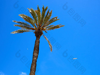 <strong>棕榈椰子</strong>树美丽的海滩