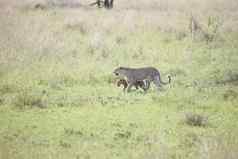 豹肯尼亚非洲萨凡纳野生动物猫哺乳动物