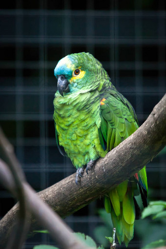 orange-winged<strong>亚马逊亚马逊</strong>amazonica