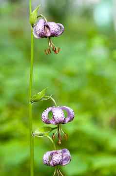 花森林莉莉百合属植物martagon