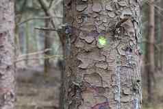 林业行业树感觉标志着树
