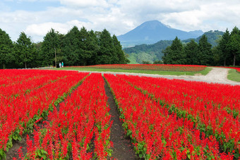 鼠尾草场山大仙