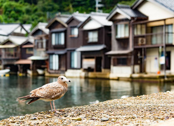 水房子莹给海鸥