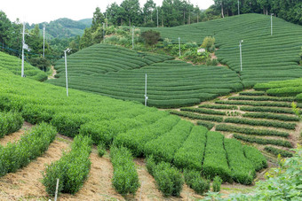 绿色新鲜的茶农场