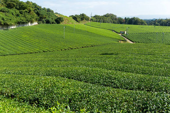 绿色<strong>茶农</strong>场