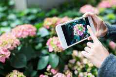 女人手机照片绣球花花园